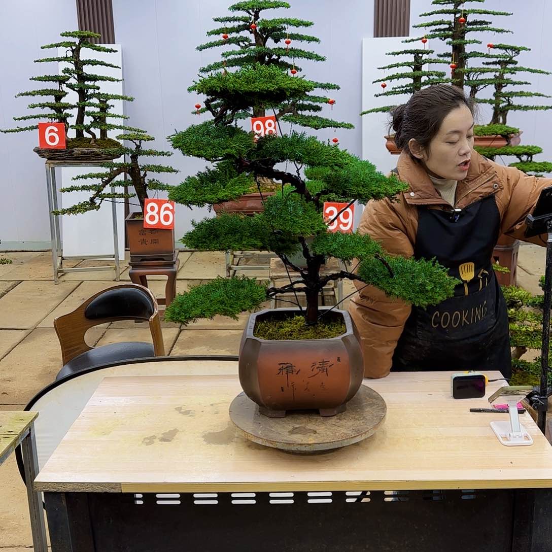 盆景直播间一物一拍