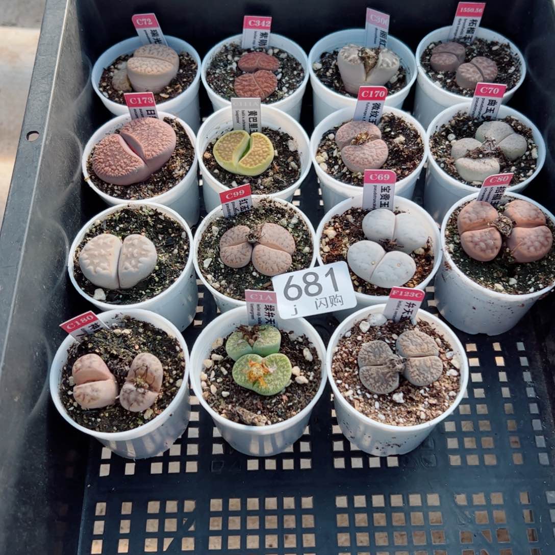 无花朵用****8我很喜欢这个J681