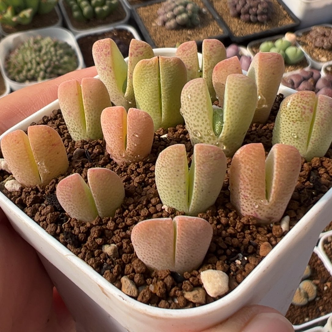 016多肉植物种类多样