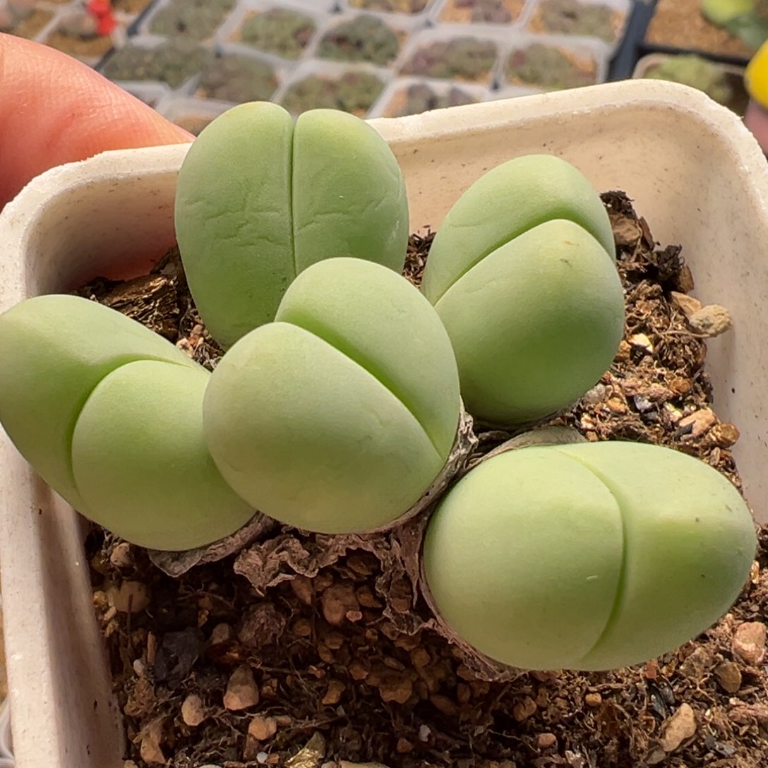 粉拳头多肉植物百科