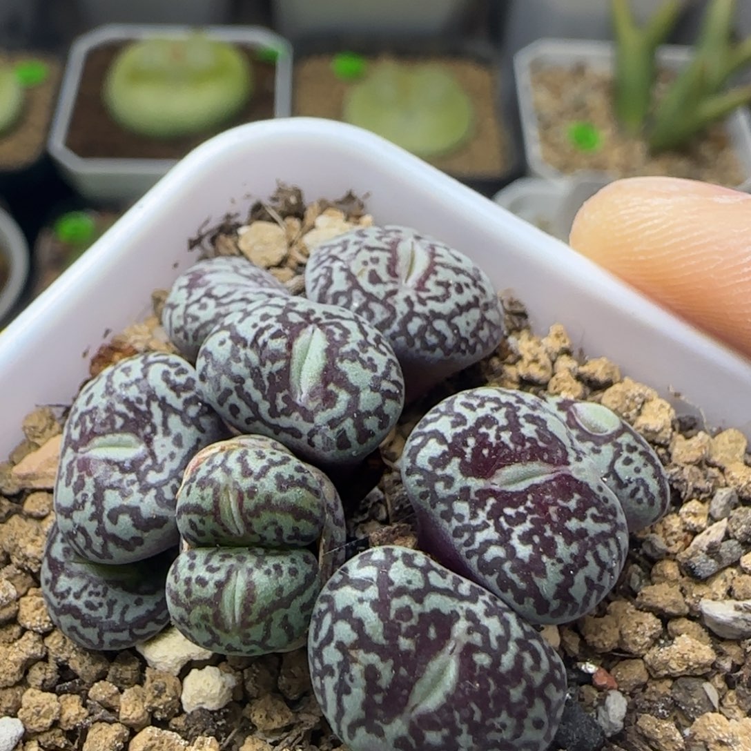 墨小锥群多肉植物204