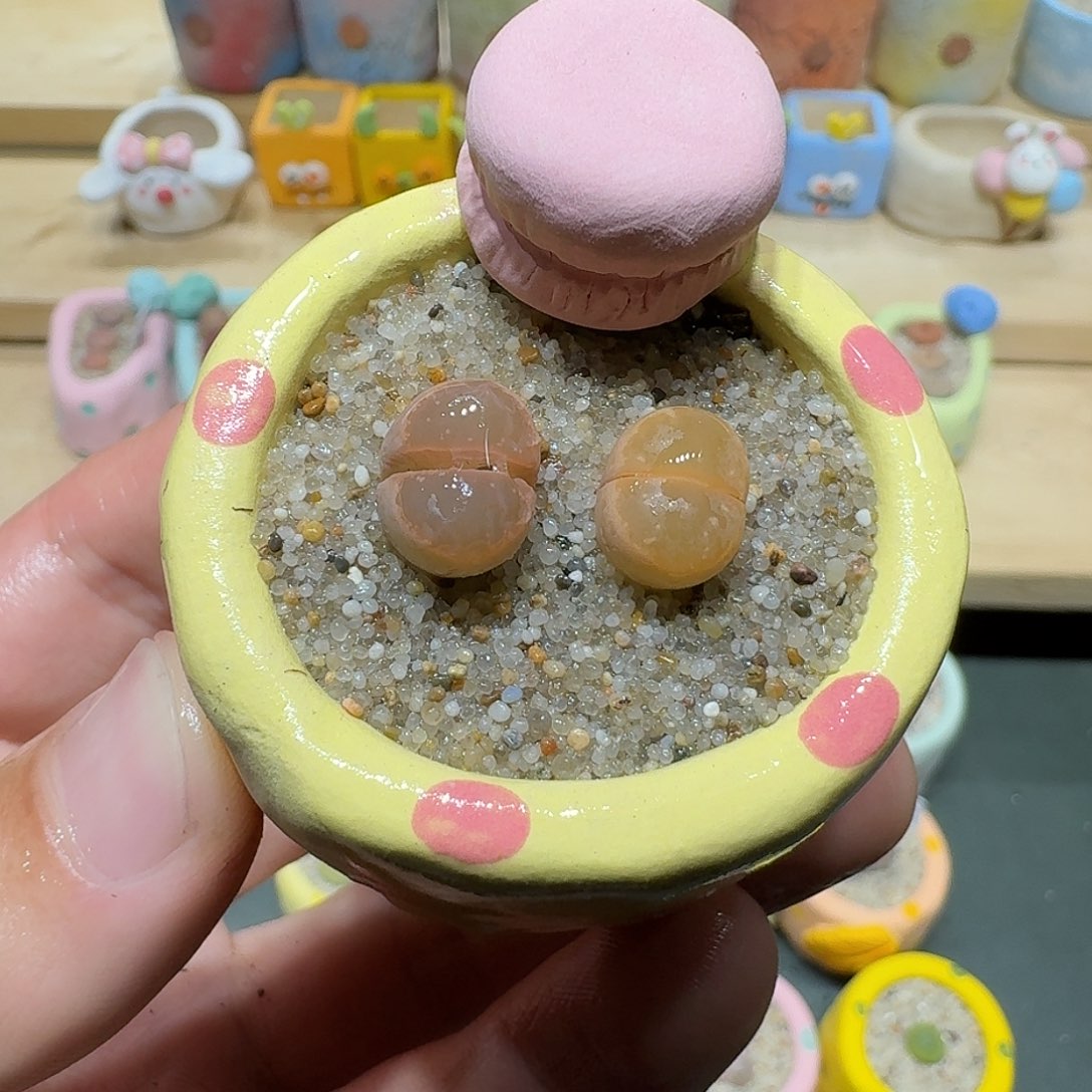 红陶蘑菇533橄榄