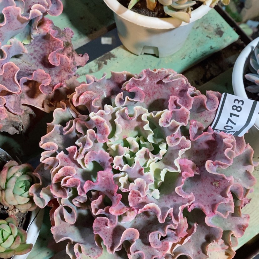 【闪购商品】高砂07183