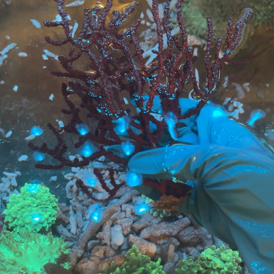 风***野奶嘴海葵海树11111