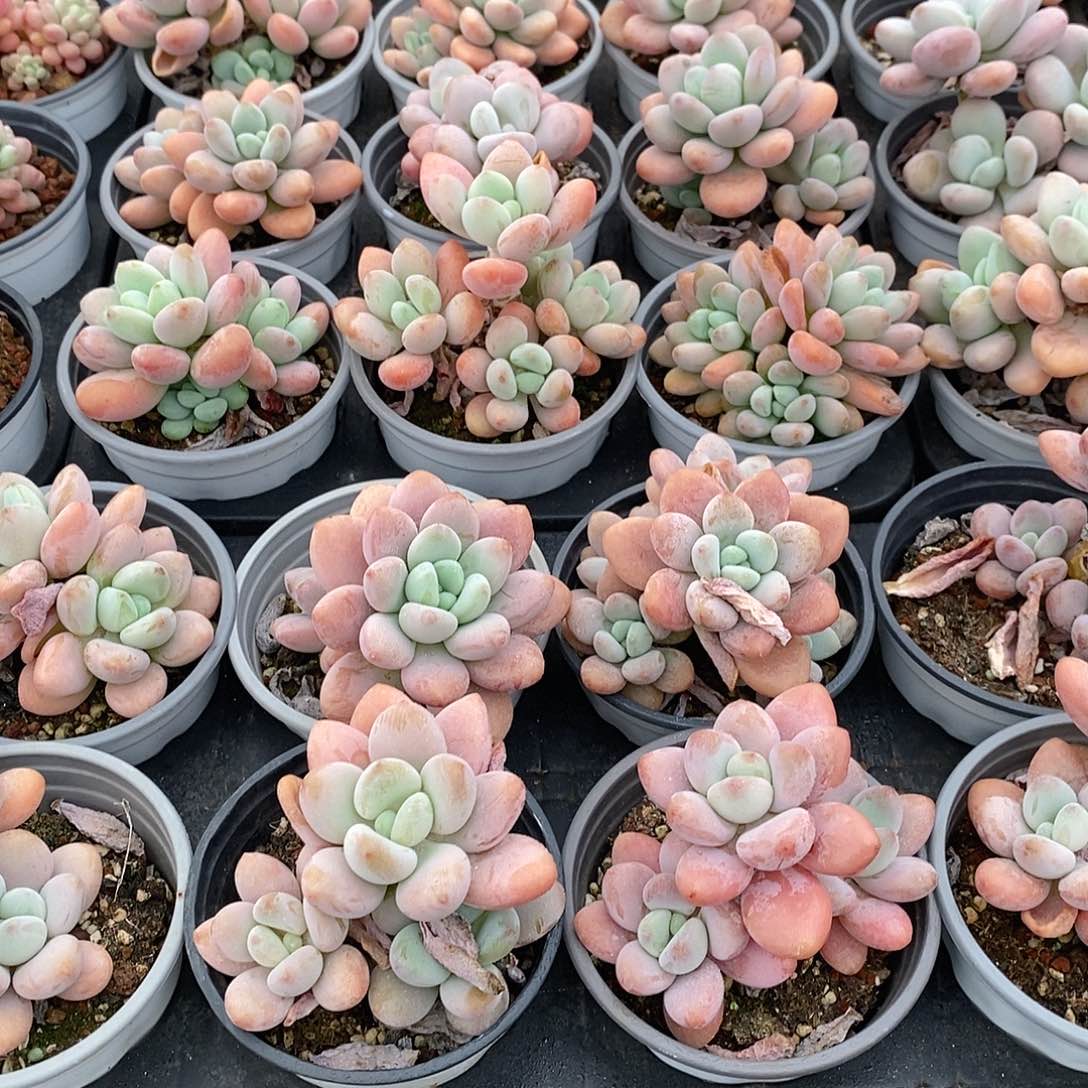 金汇园艺，洛神小群