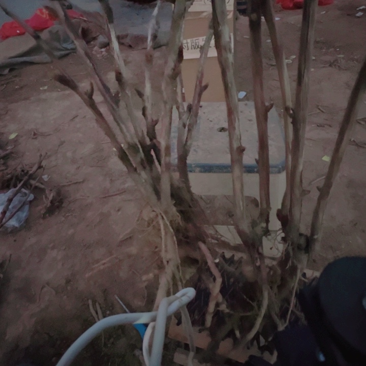 当前无花栽培后可以开花魏紫，龙腾紫萧