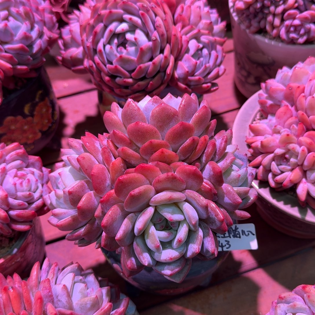 余生随心橙梦露脱土发货