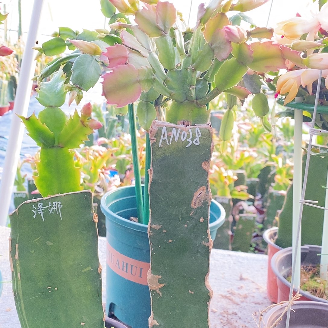 糖***糖无花朵火龙果嫁接两棵福利