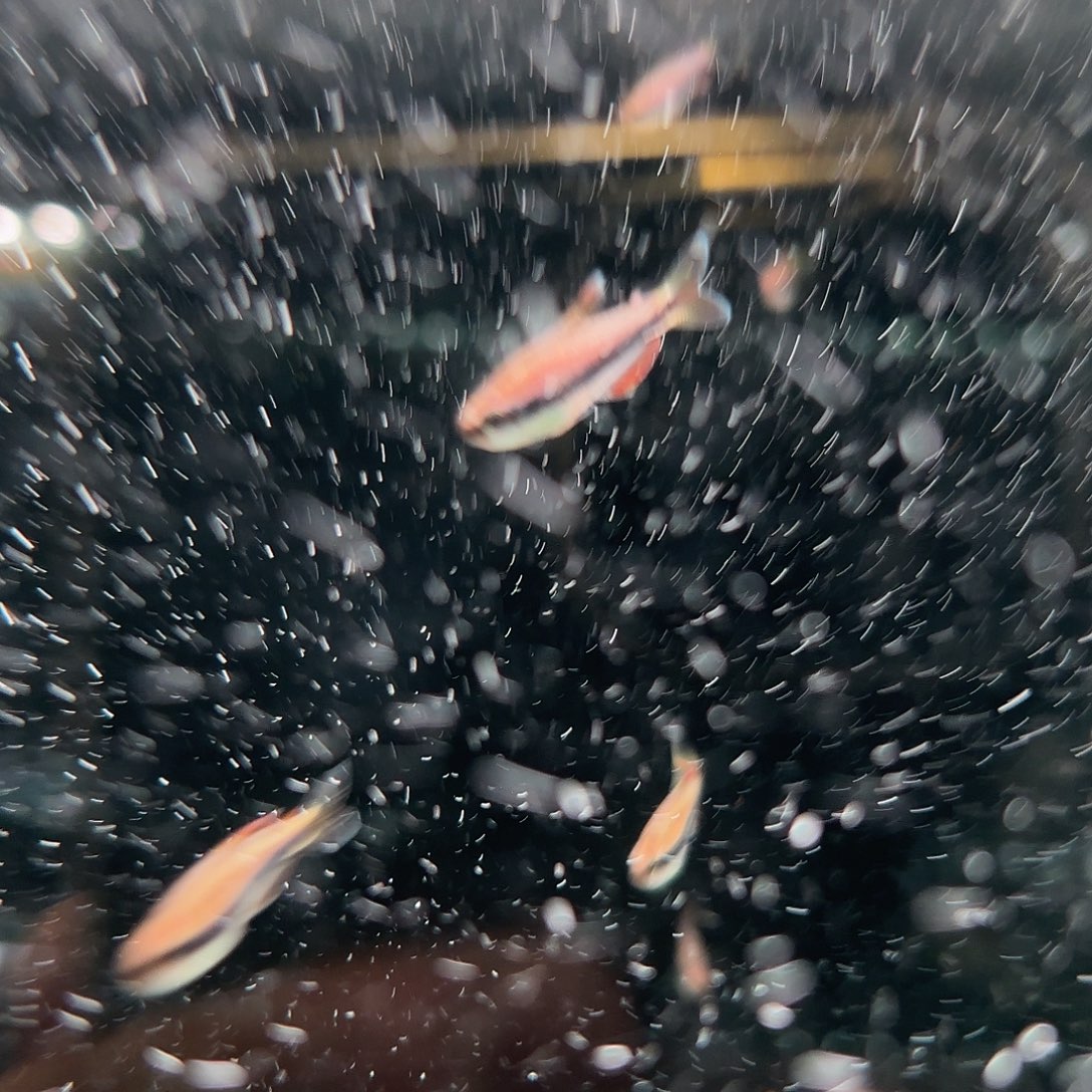 海水公的皇室青魔鬼