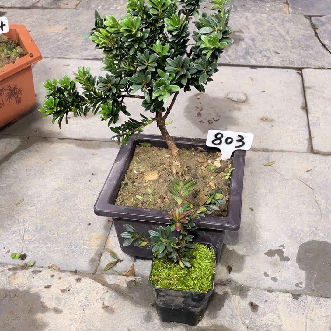 依***云以实际为准罗汉松红韵803