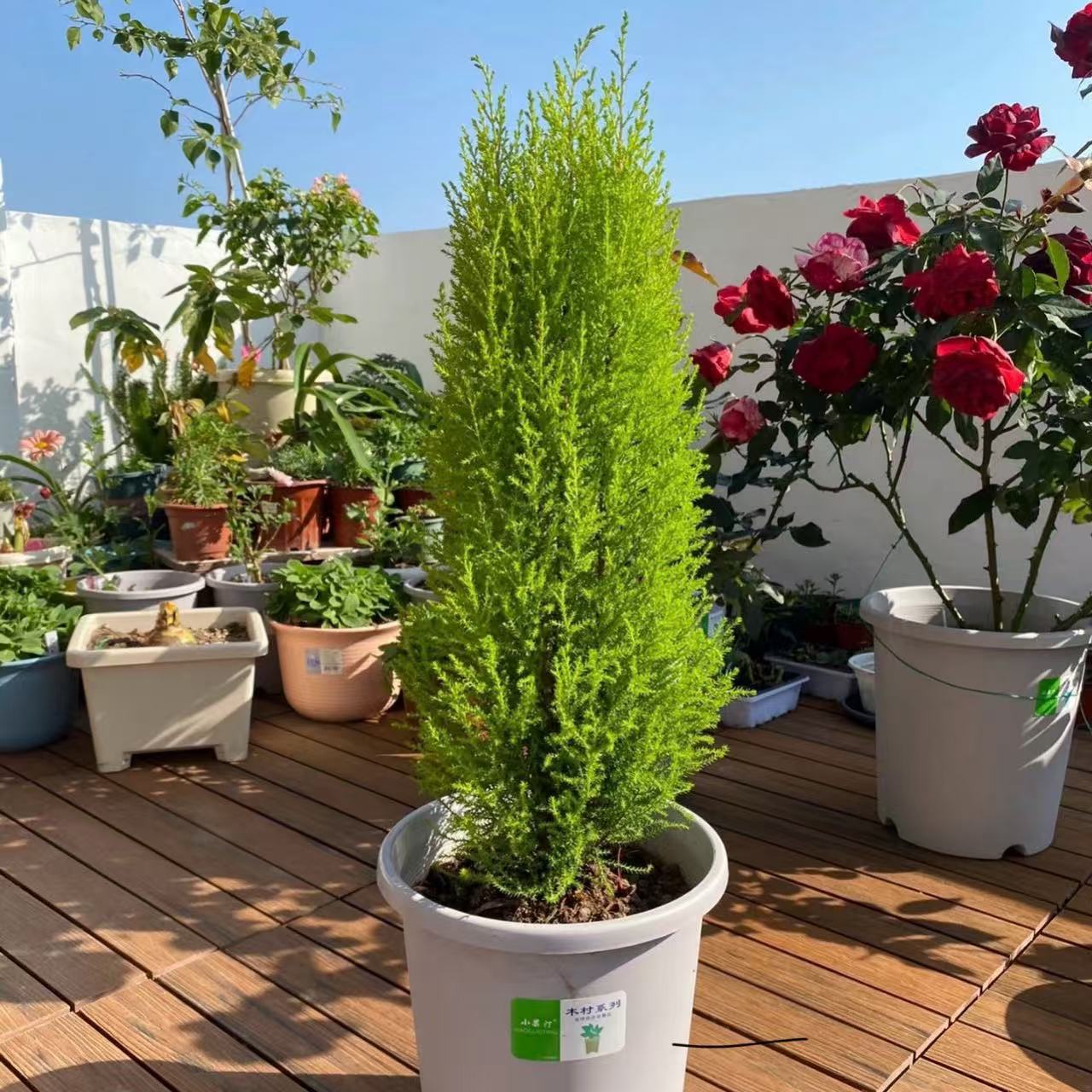 香松盆栽圣诞树客厅庭院阳台四季常绿耐寒绿植