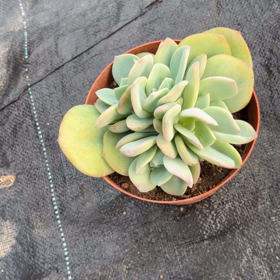 【闪购商品】无花朵快****