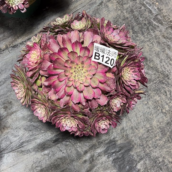 120月蝉变异漂亮漂亮漂亮