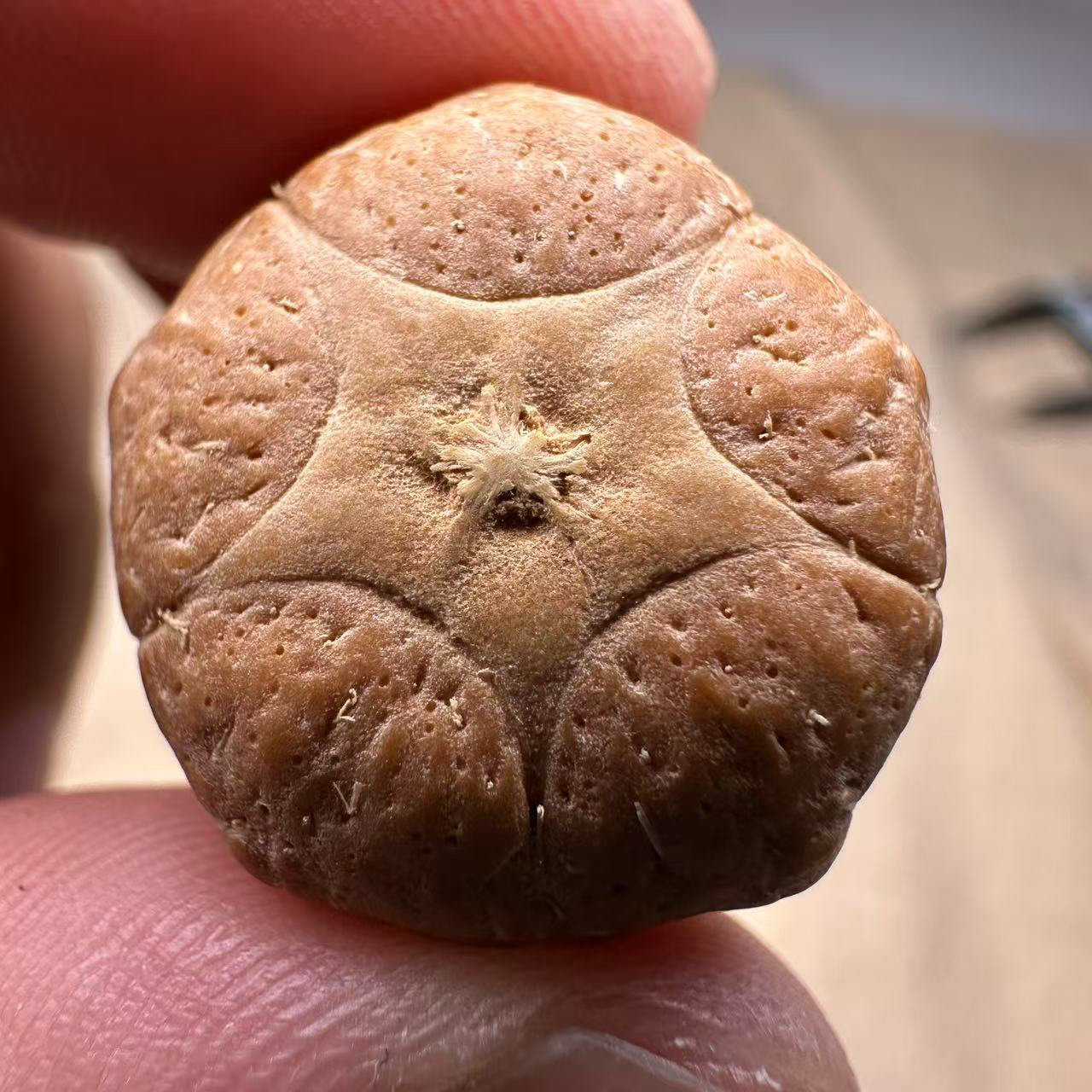尼泊尔五星菩提，尺寸21，厚度14，sss系列