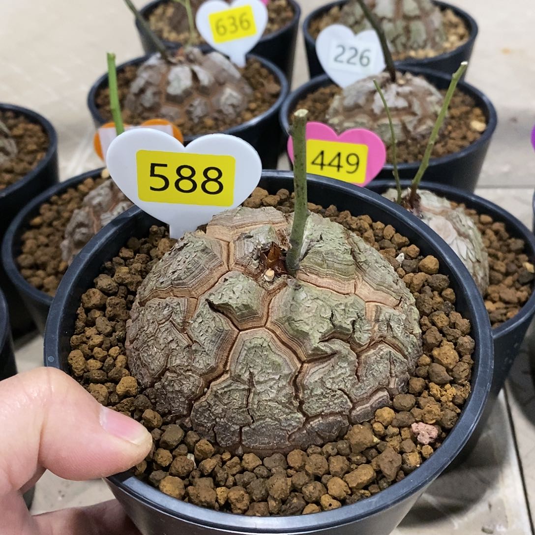 南非龟甲龙龟甲龙