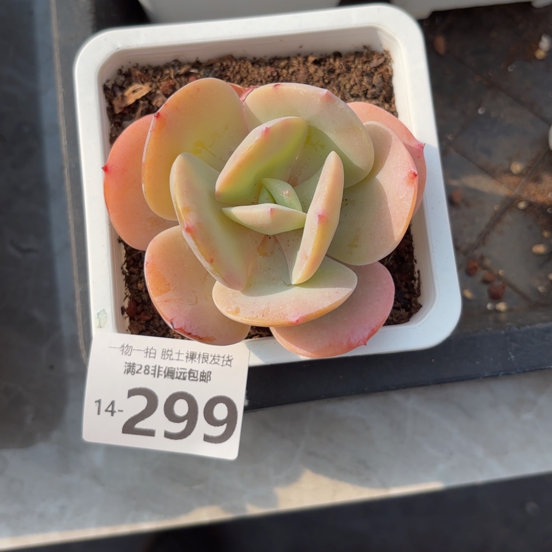 白凤老桩多肉多肉多肉