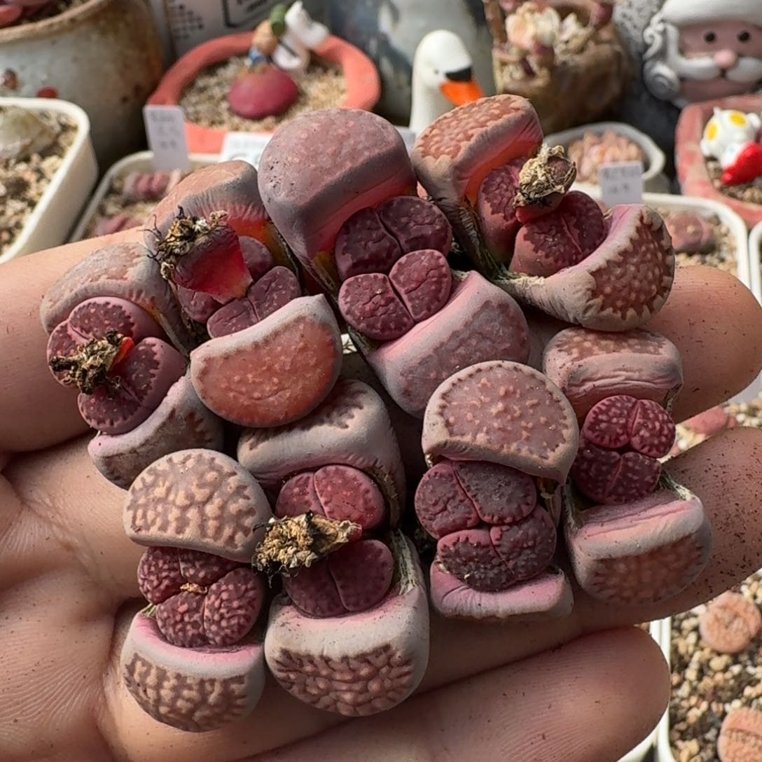 K769紫菊回交半退化母本