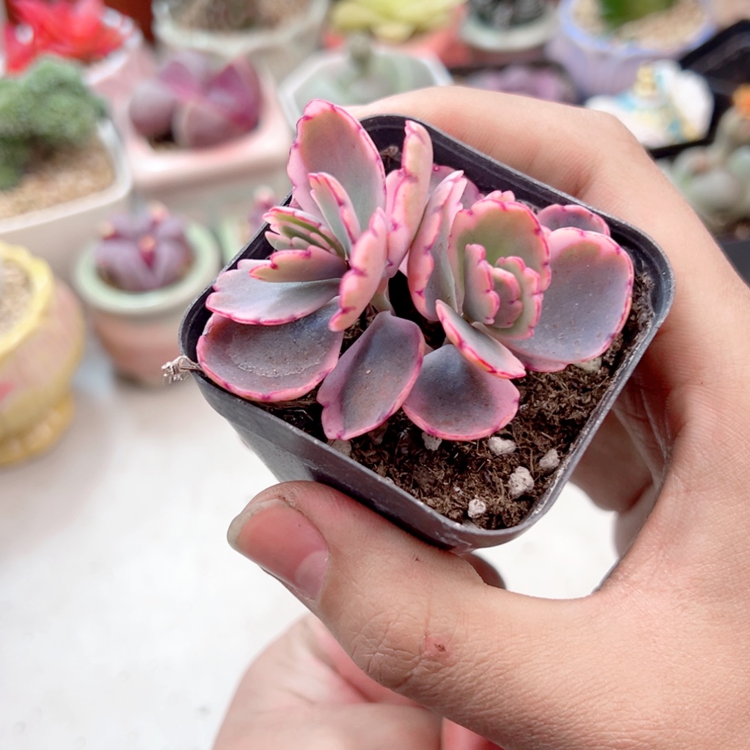 蝴蝶之五多肉植物