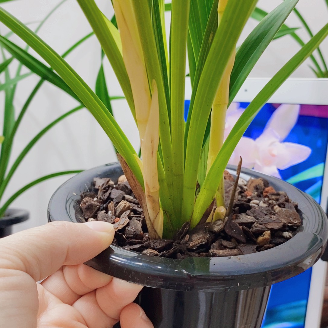 清***扬大部分花苞少量开放