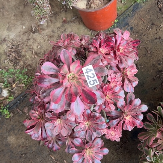 天***意多肉植物一个香奈儿425