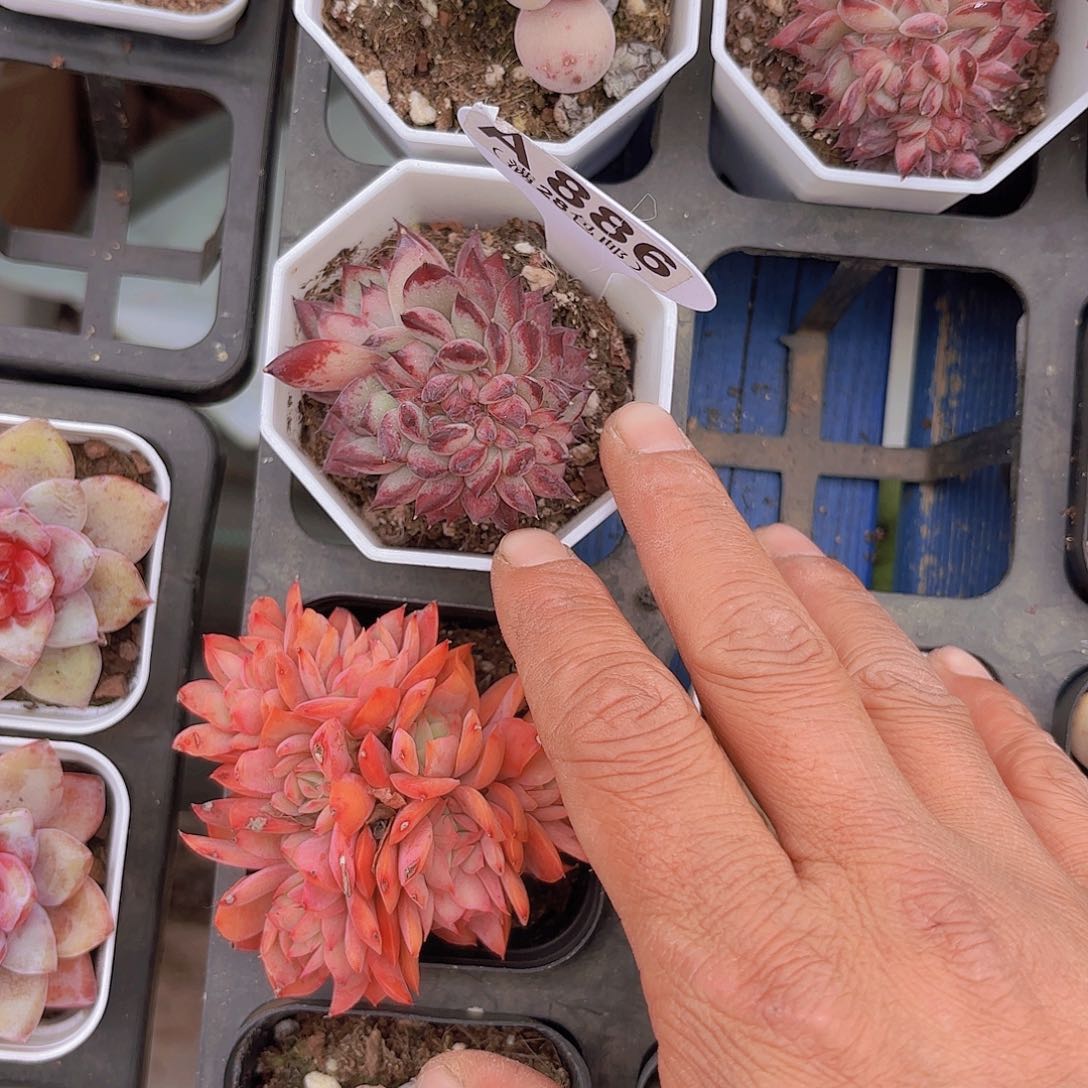 A886红拉糖缀一物一拍