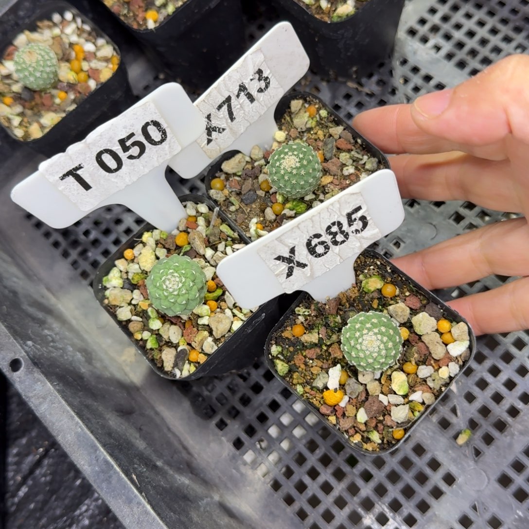 阿****福利3颗菊水带盆发