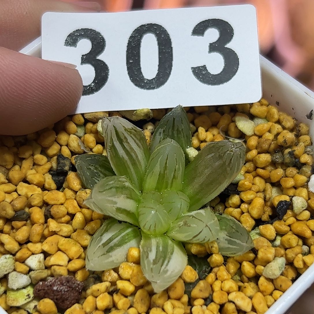 霓虹灯锦十二卷多肉