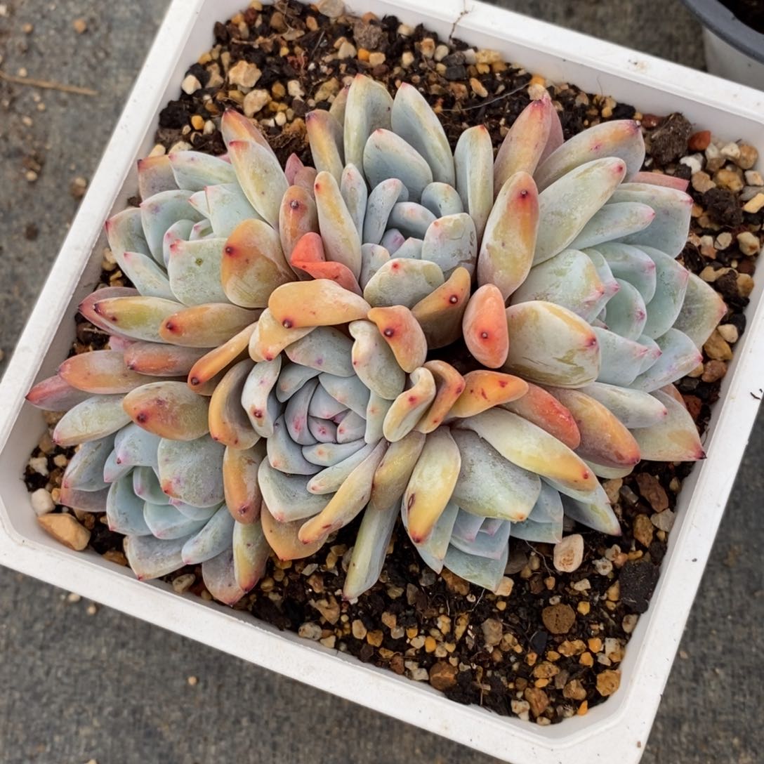 一物一拍多肉植物下滑有惊喜可寄养