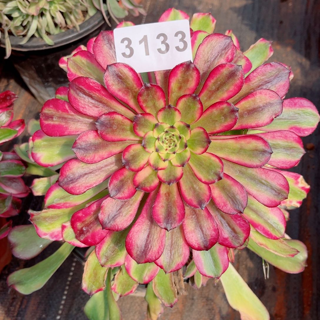 粉体美肌多肉发货