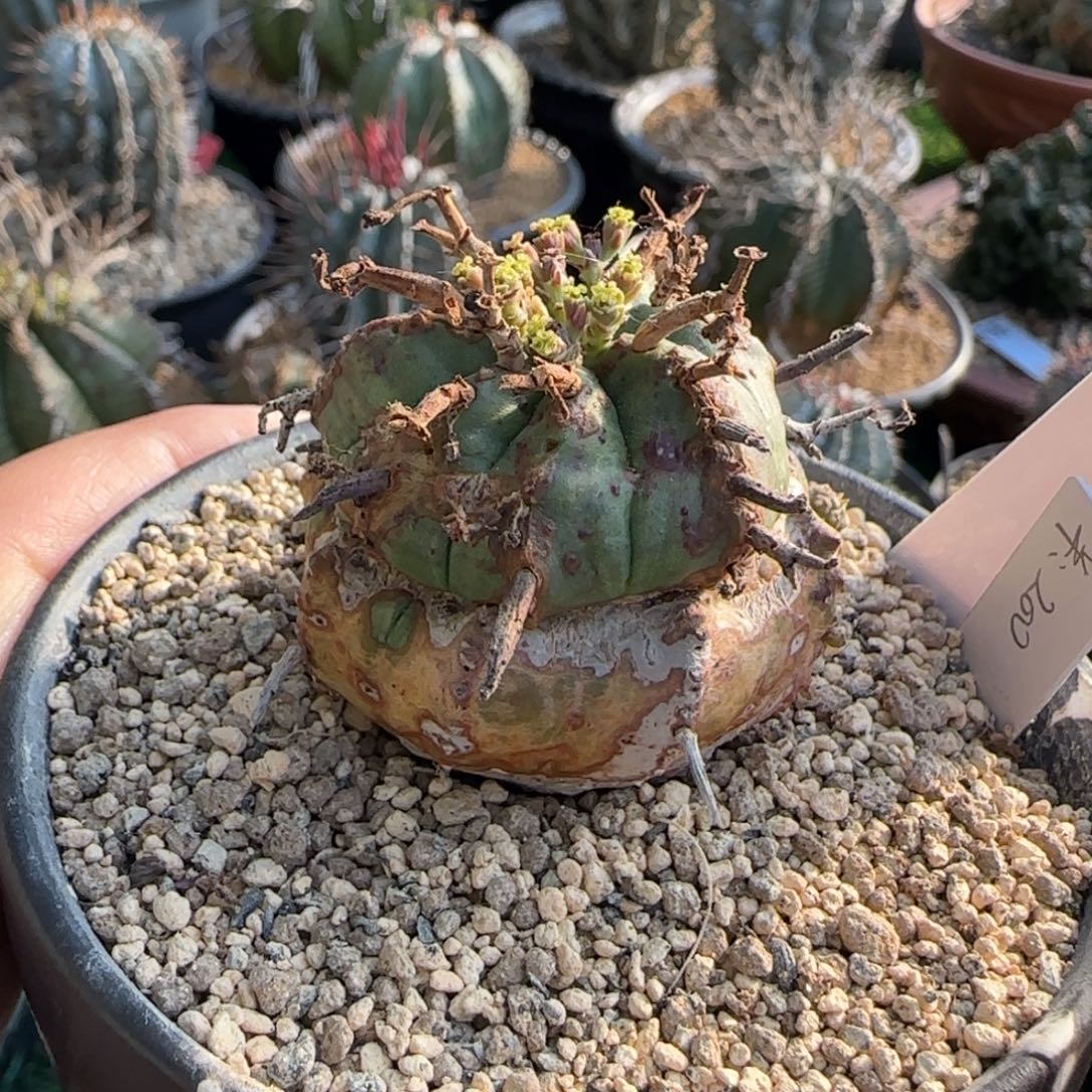 31脱土发 法立达啊啊啊