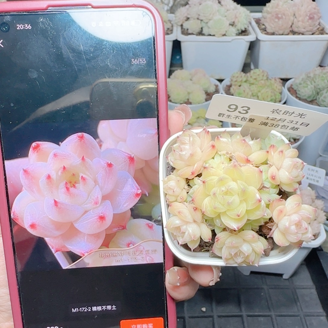 1231-93m1-172-2麦杆