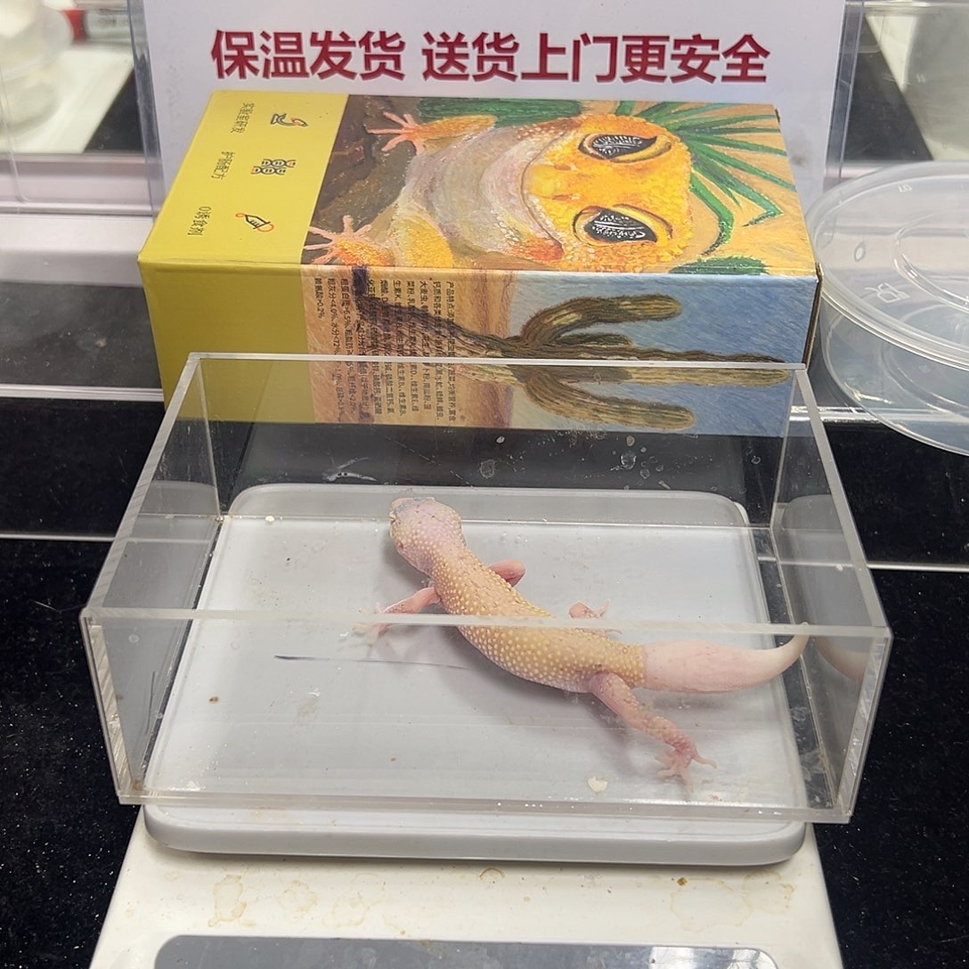 豹纹守宫哈哈哈哈哈
