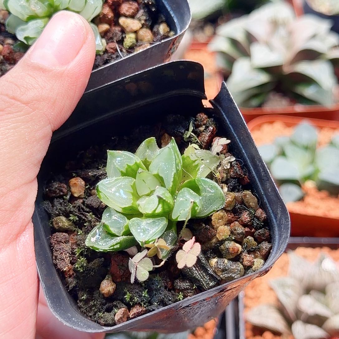 无花朵十二卷圣诞蜡烛福利