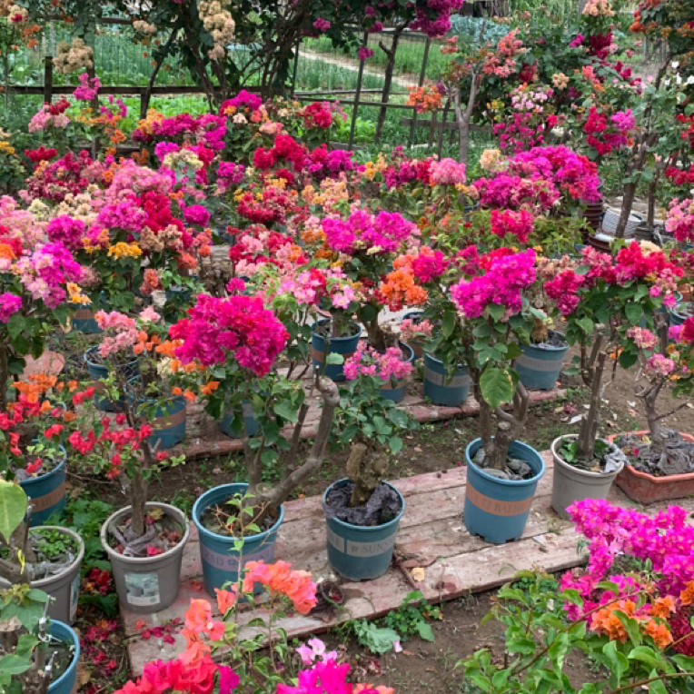 五重，五雀，五色，金心五色，发土球