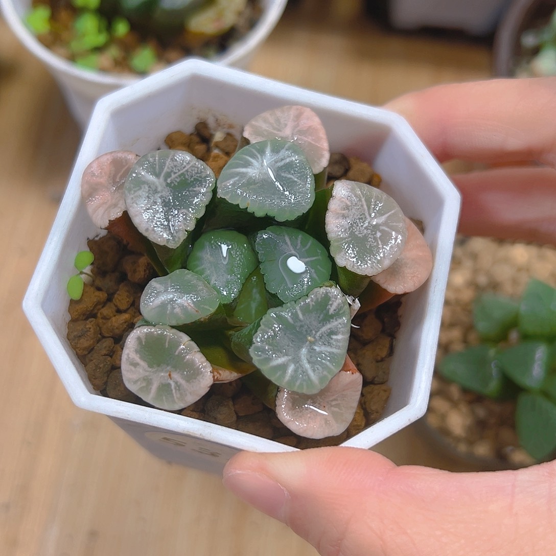 5338玉露多肉植物一颗