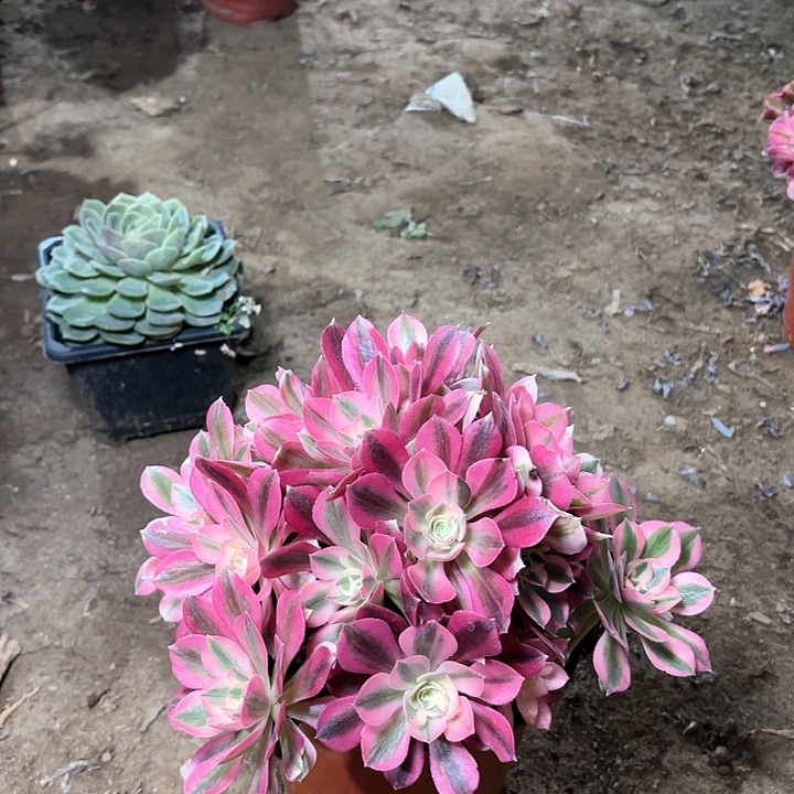 多肉植物粉女巫49