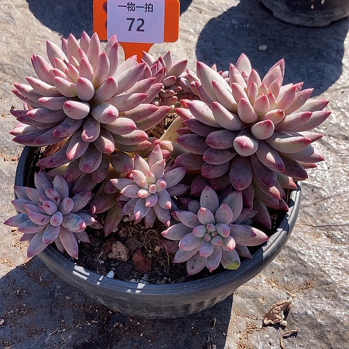 72 一物一拍不退不换