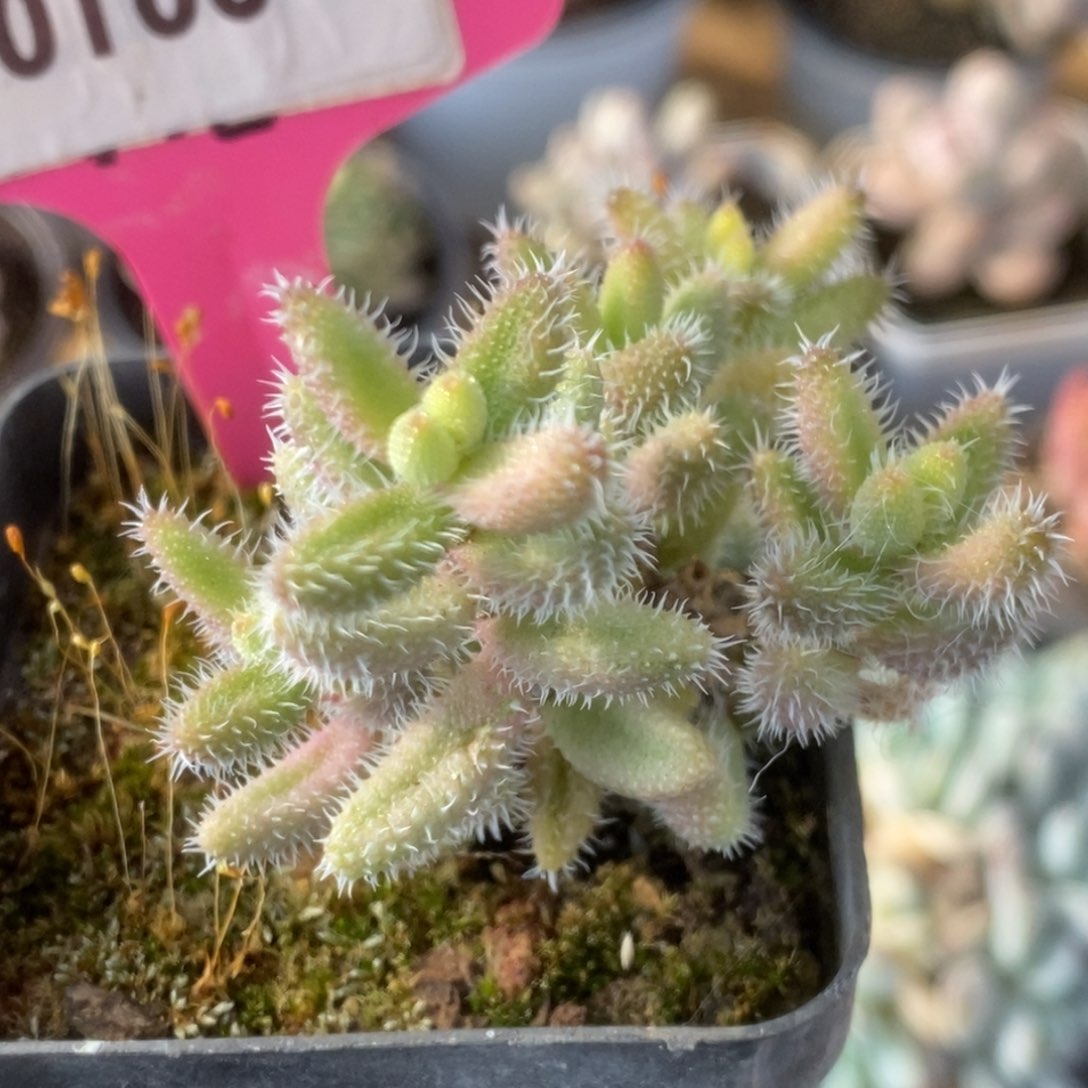 105雷同锦锦锦锦锦锦