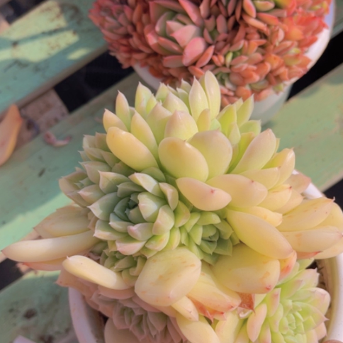 【闪购商品】麦秆06266