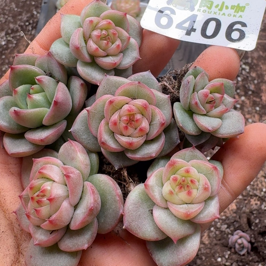 多肉植物多肉植物