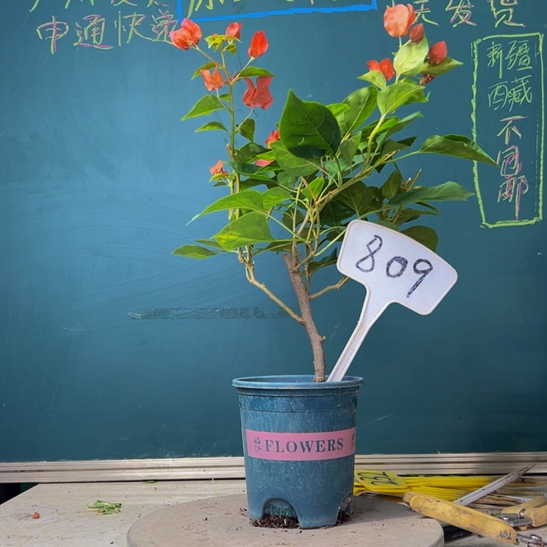 当前无花栽培后可以开花暗斑夕阳红 809