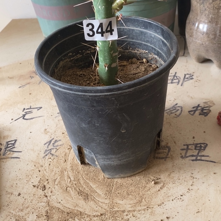 雅***饰嫁接巨人席344一颗