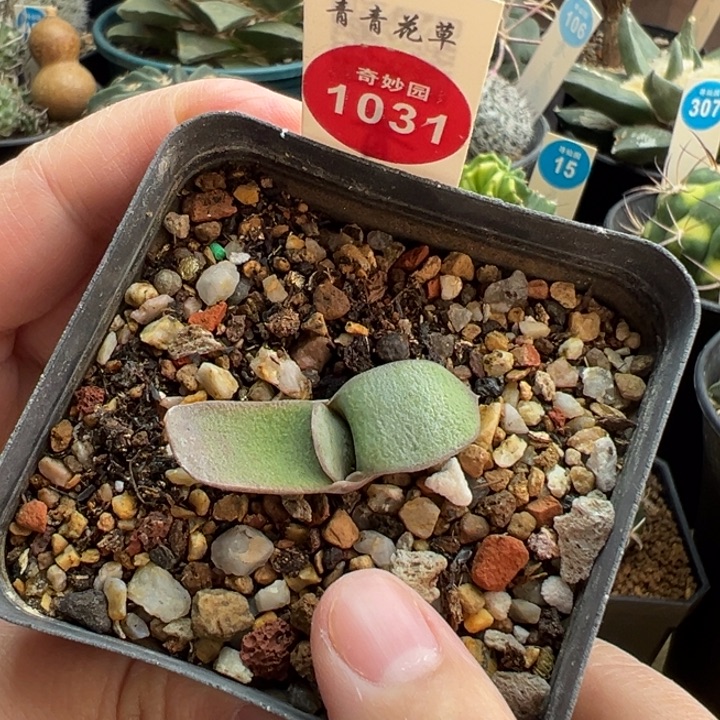 白密尤卧牛一棵仙人球