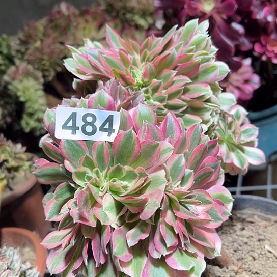 冷***冷多肉植物一个女郎484