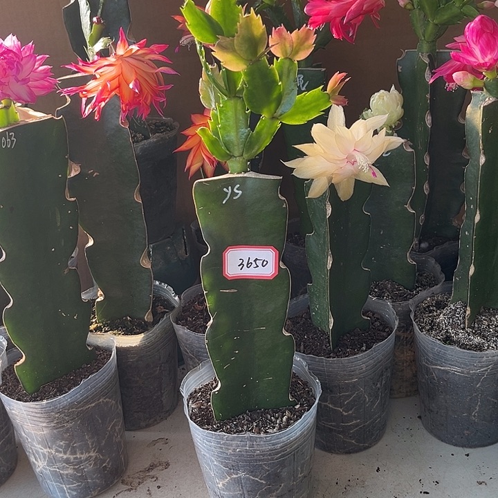 荣***当前无花朵，栽培后可花朵雅思