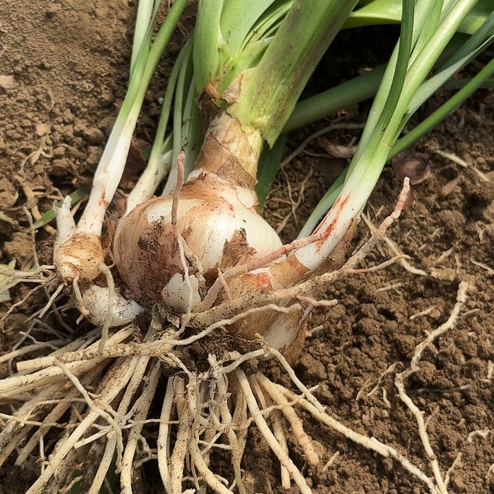 凤****无花朵伊莲娜包对版