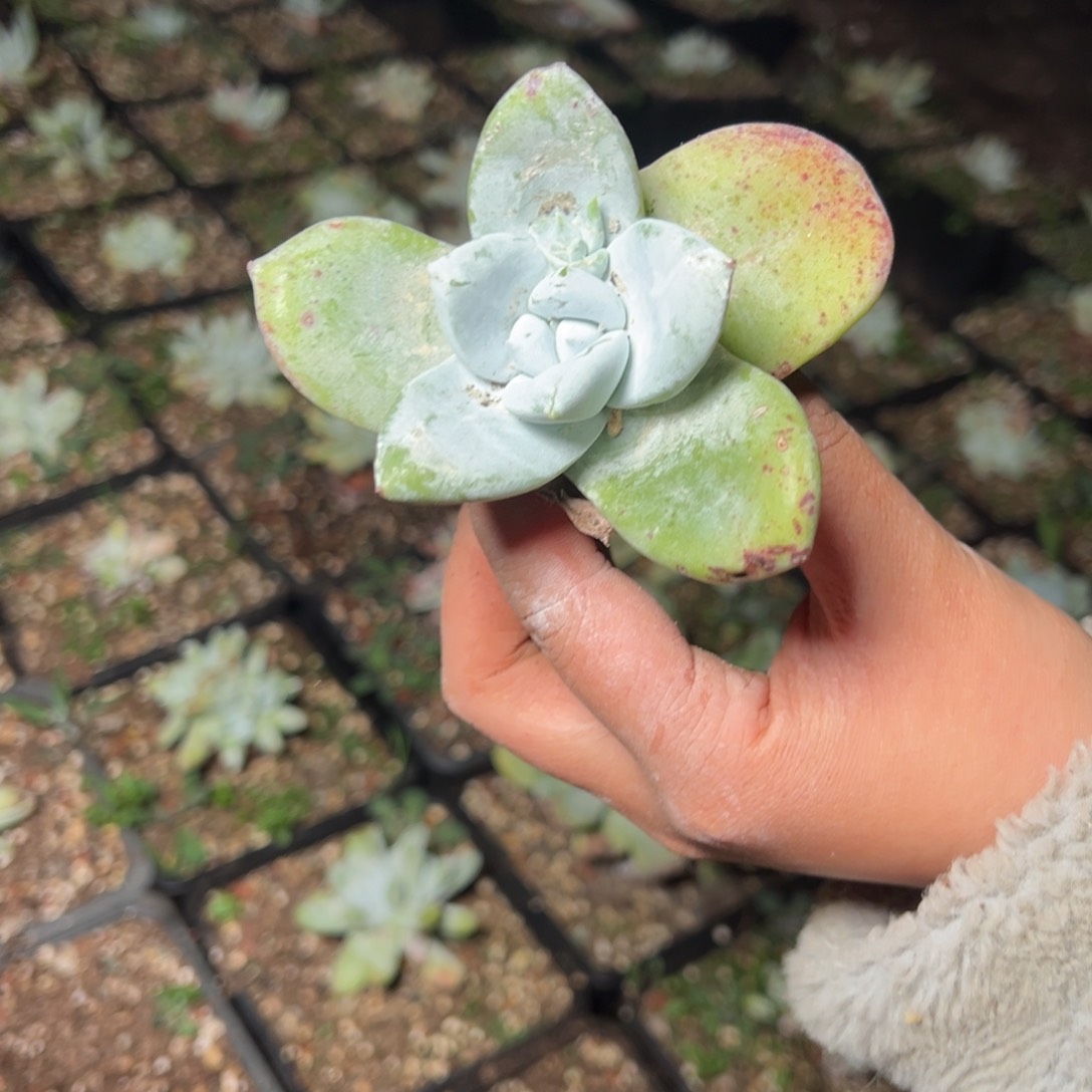 406哈哈哈哈哈哈哈哈