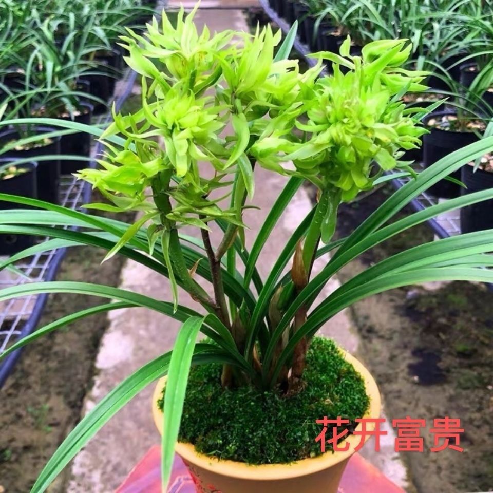 春兰花开富贵经典奇花室内花卉绿植