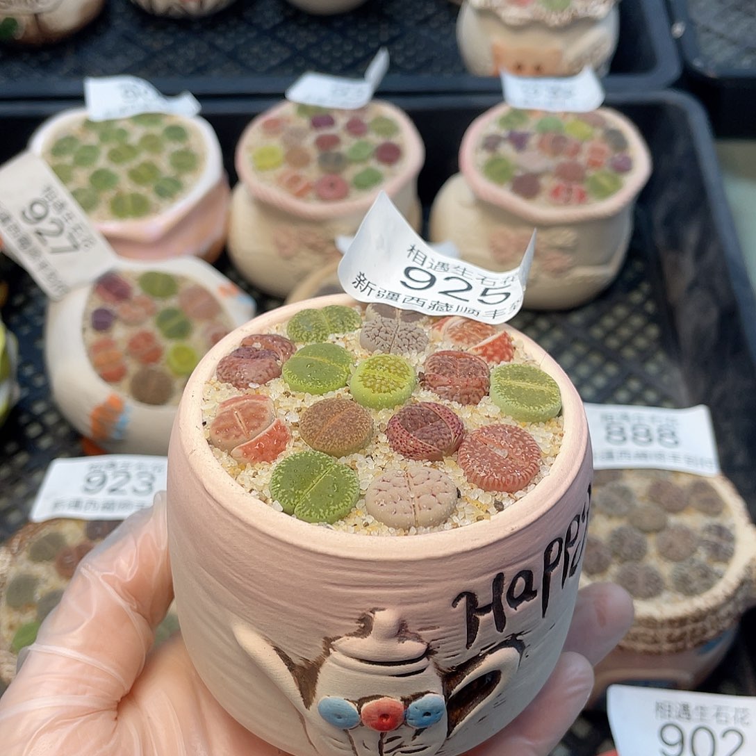 相遇生石花链接925