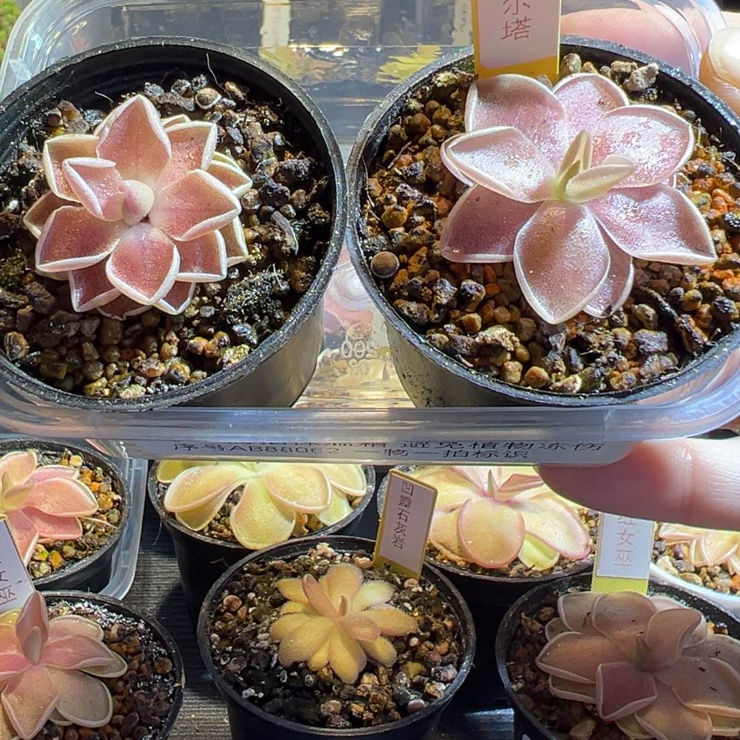 伊爱兰加德尔塔捕虫堇脱土发88062